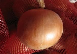 China Gansu Onion